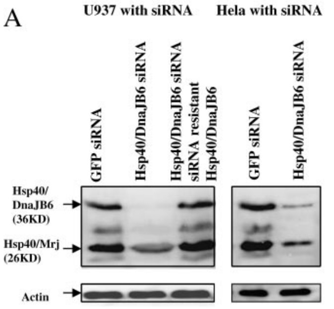 Western blot analysis of siRNA knockdown and recovery of Hsp40.jpg